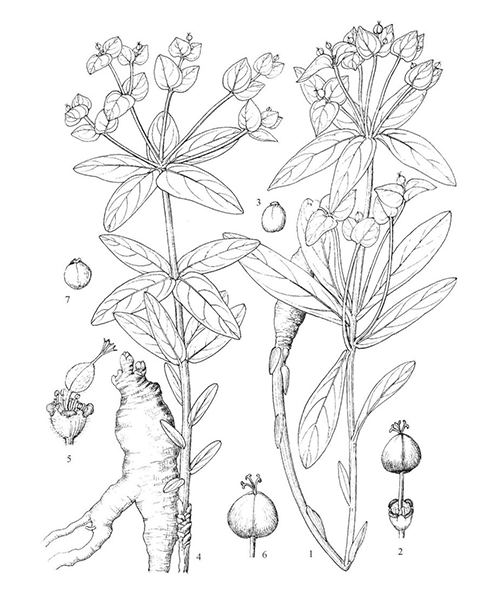 Natural compounds from  Euphorbia fischeriana